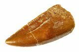 Serrated Raptor Premaxillary Tooth - Real Dinosaur Tooth #297518-1